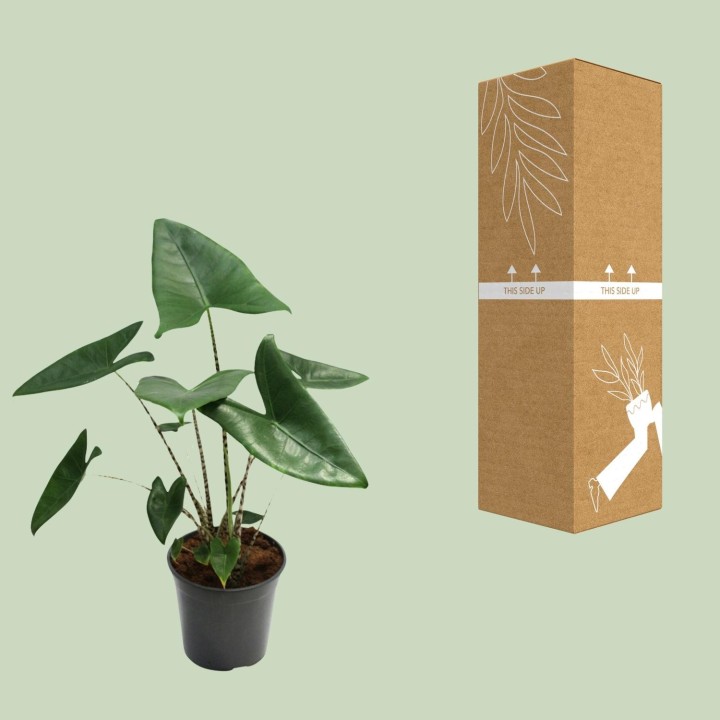 Alocasia Zebrina - Ø21Cm - ↕80Cm