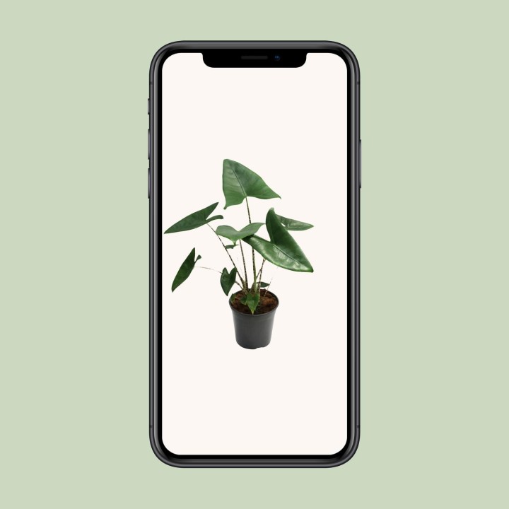 Alocasia Zebrina - Ø21Cm - ↕80Cm