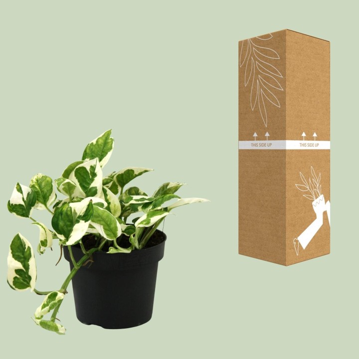 Scindapsus (Epipremnum) N'joy - Ø12Cm - ↕15Cm