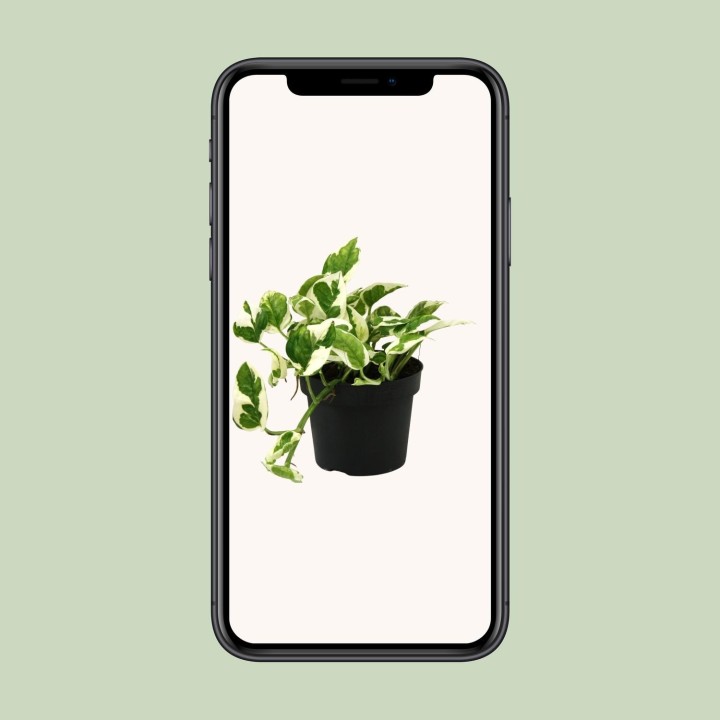 Scindapsus (Epipremnum) N'joy - Ø12Cm - ↕15Cm