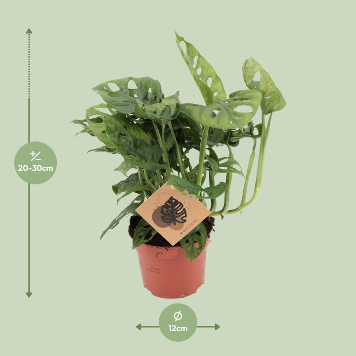 Monstera Monkey - Ø12Cm - ↕30Cm