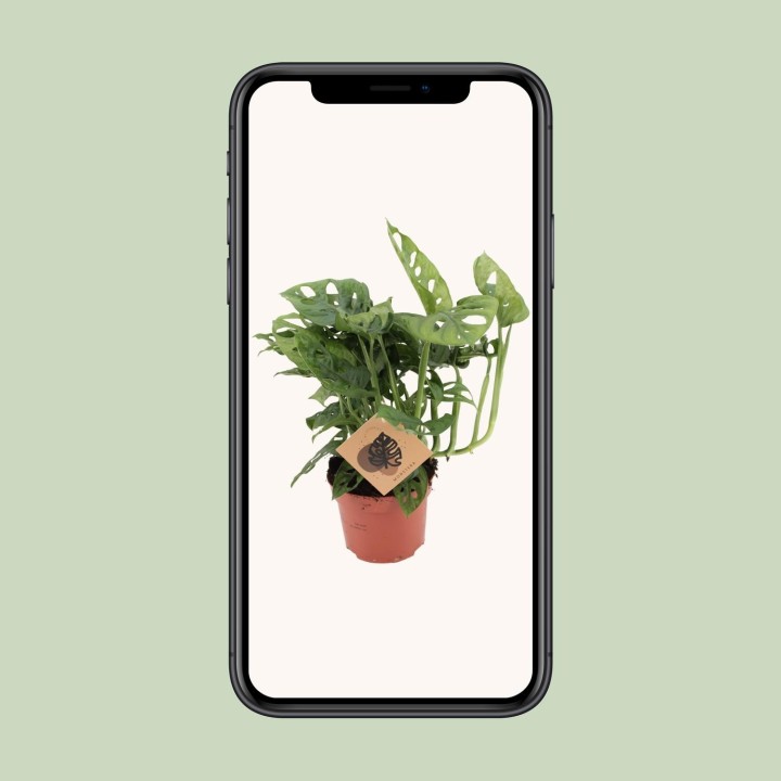 Monstera Monkey - Ø12Cm - ↕30Cm