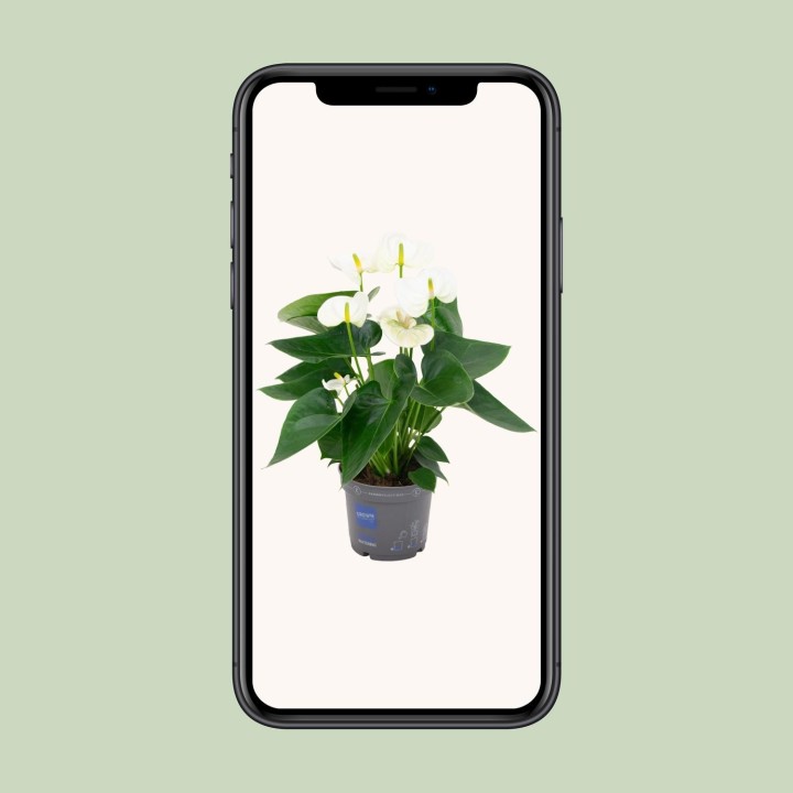 Anthurium White - Ø12Cm - ↕43Cm