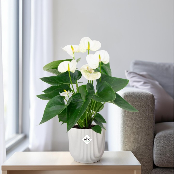Anthurium White - Ø12Cm - ↕43Cm