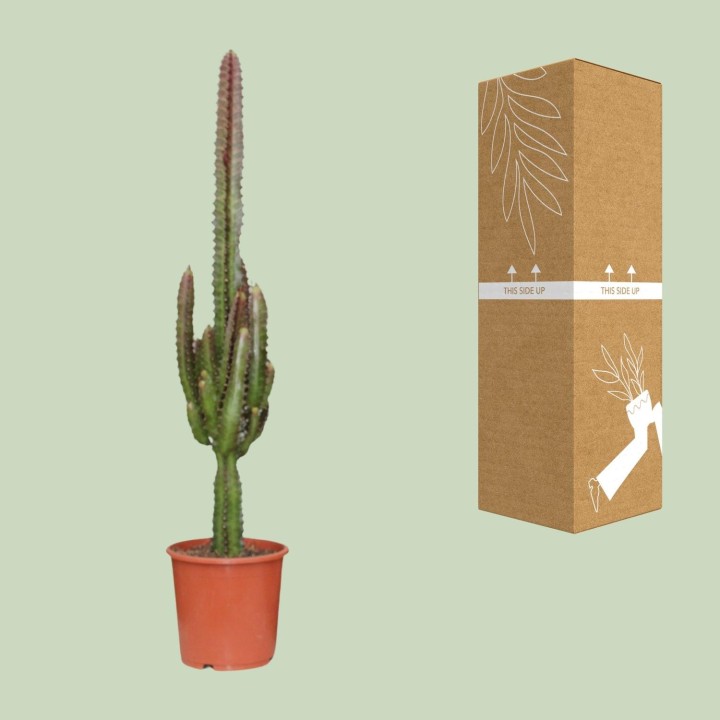 Euphorbia Trigona Rubra - Ø17Cm - ↕70Cm