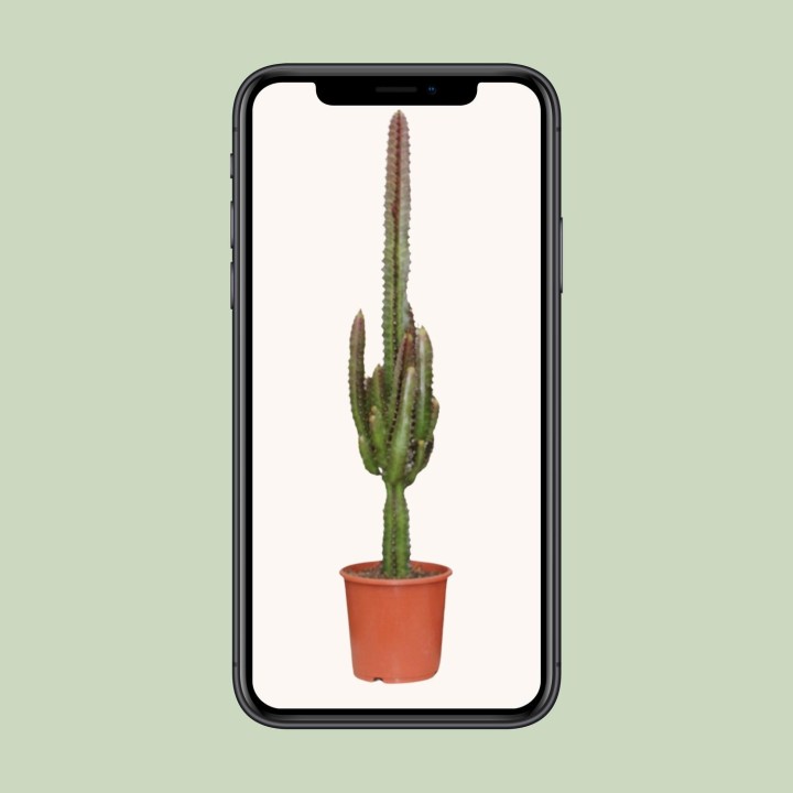 Euphorbia Trigona Rubra - Ø17Cm - ↕70Cm