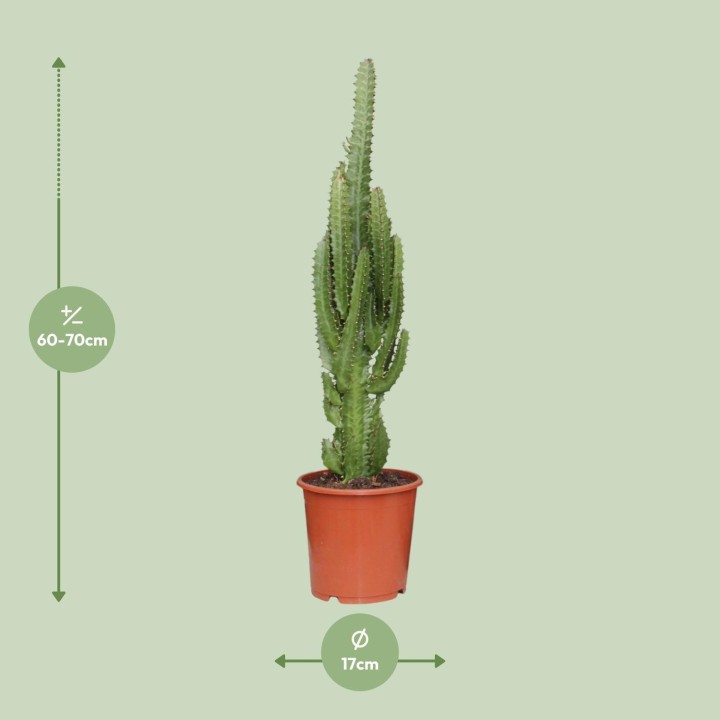 Euphorbia Trigona - Ø17Cm - ↕70Cm