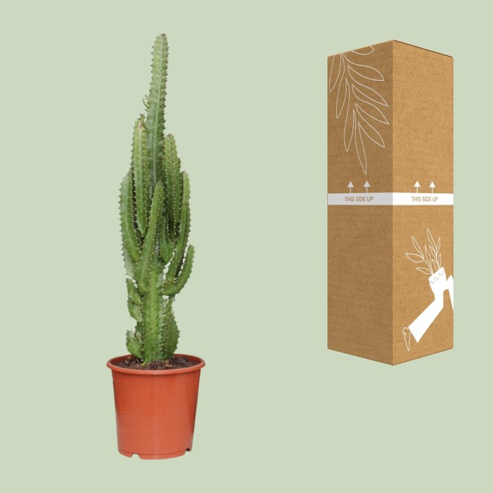 Euphorbia Trigona - Ø17Cm - ↕70Cm