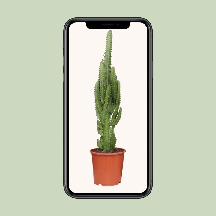 Euphorbia Trigona - Ø17Cm - ↕70Cm