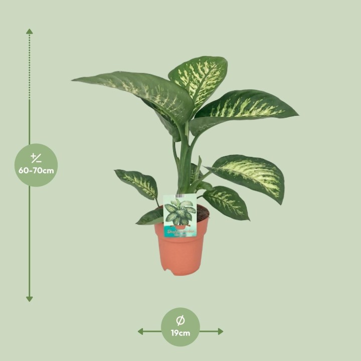 Dieffenbachia Seguine Tropic Snow - Ø19Cm - ↕70Cm
