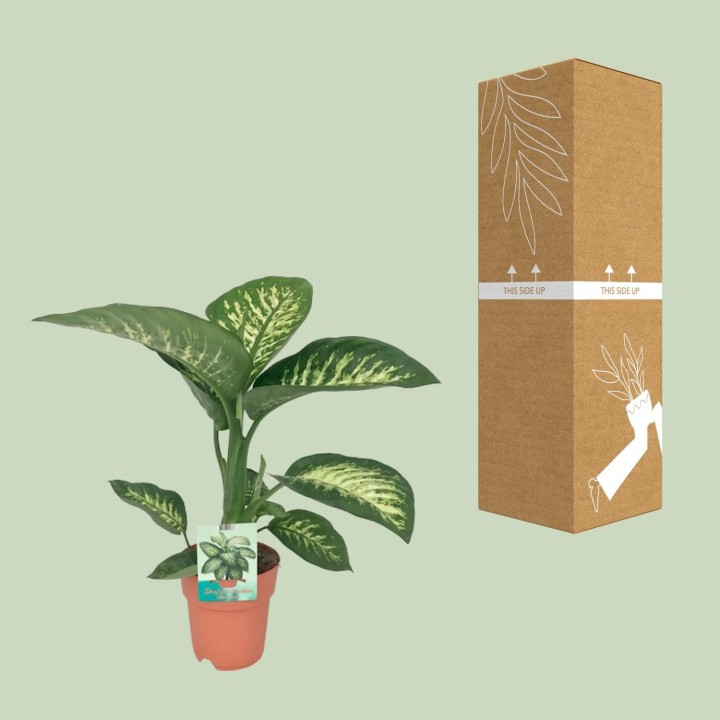 Dieffenbachia Seguine Tropic Snow - Ø19Cm - ↕70Cm