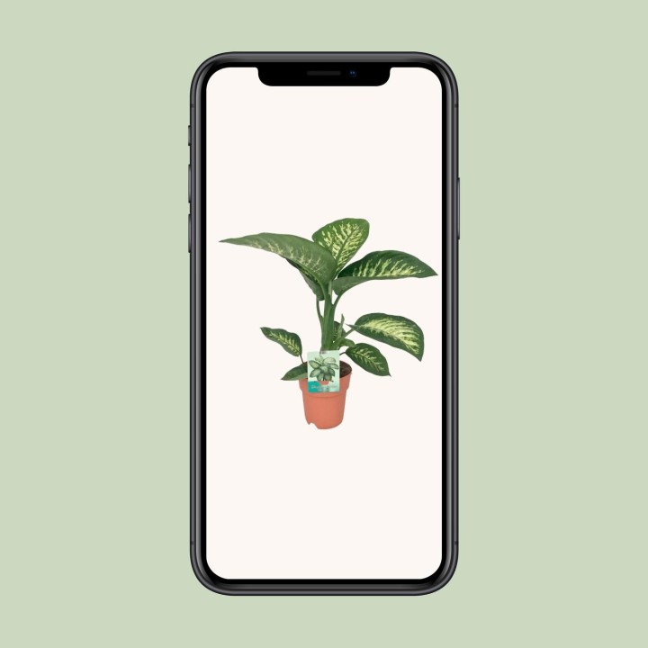 Dieffenbachia Seguine Tropic Snow - Ø19Cm - ↕70Cm