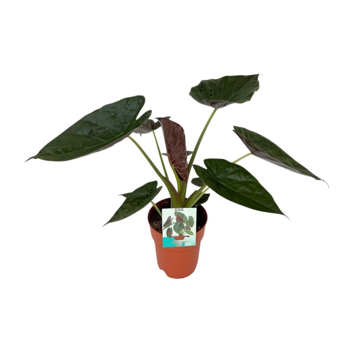 Alocasia Wentii - Ø19Cm - ↕85Cm