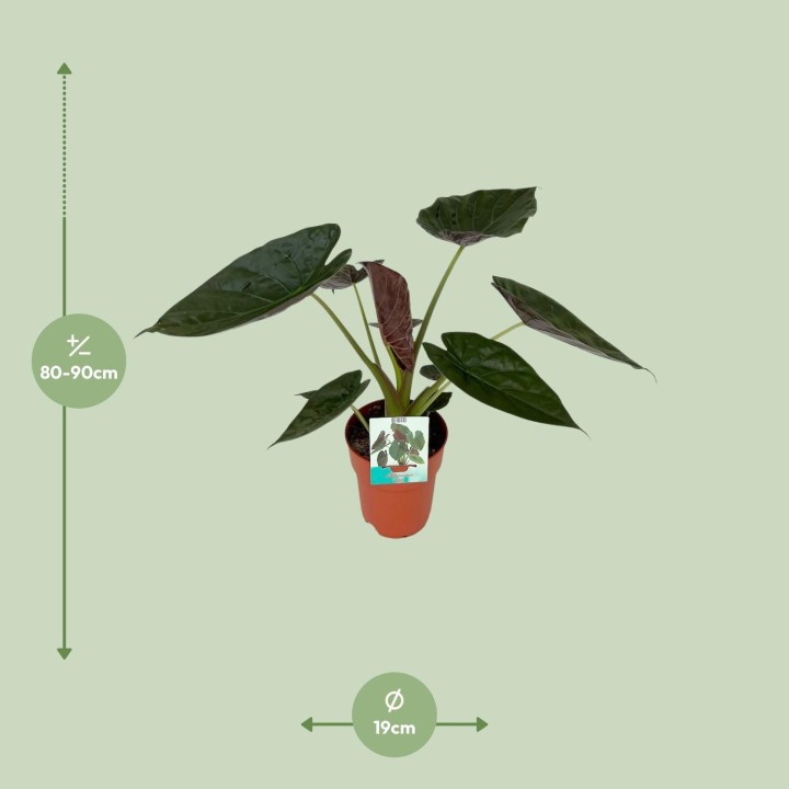 Alocasia Wentii - Ø19Cm - ↕85Cm