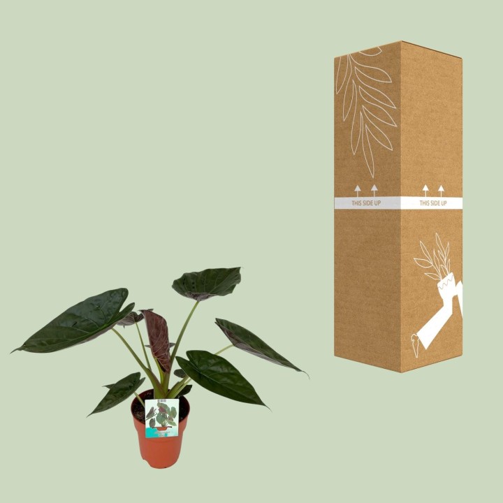 Alocasia Wentii - Ø19Cm - ↕85Cm