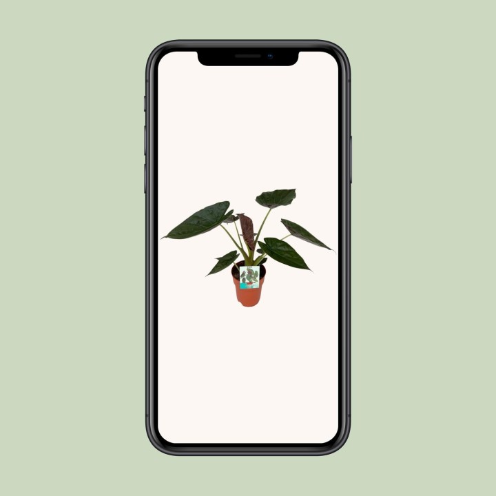 Alocasia Wentii - Ø19Cm - ↕85Cm
