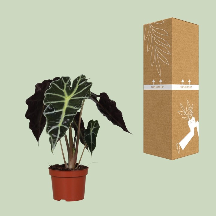 Alocasia Amazonica Polly - Ø12Cm - ↕30Cm