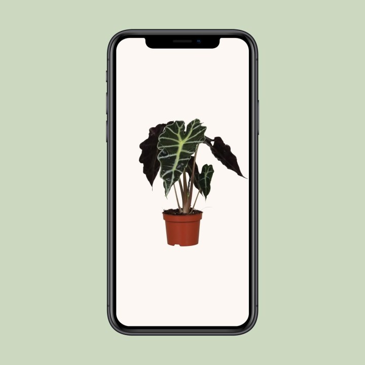 Alocasia Amazonica Polly - Ø12Cm - ↕30Cm