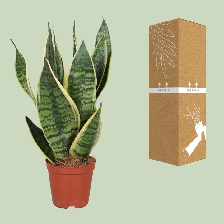 Sansevieria Trifasciata Futura Superba - Ø12Cm - ↕40Cm