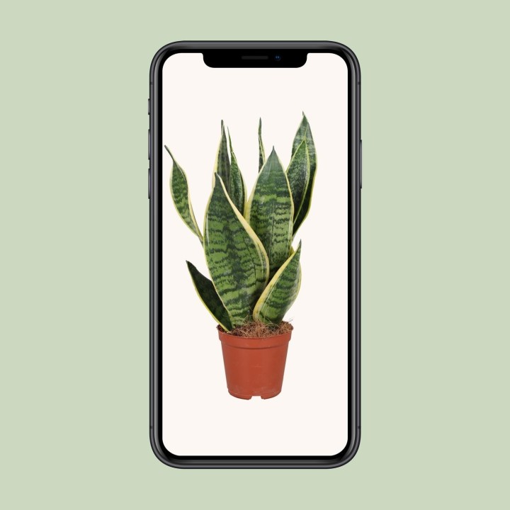 Sansevieria Trifasciata Futura Superba - Ø12Cm - ↕40Cm