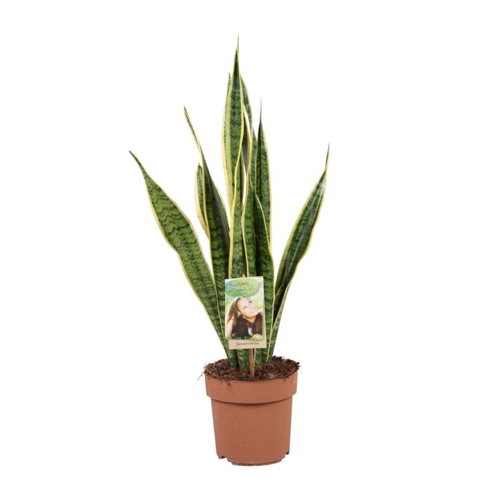 Sansevieria Trifasciata Laurentii - Ø17Cm - ↕60Cm
