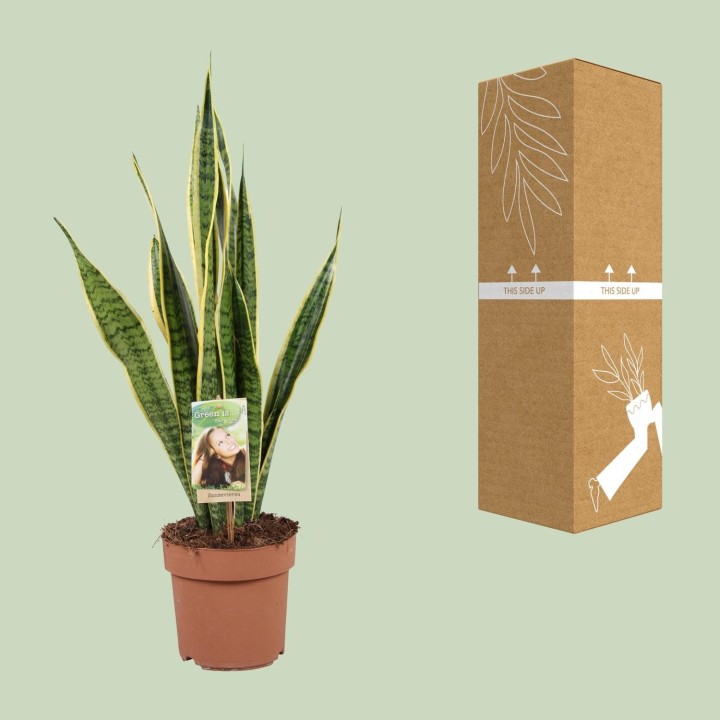Sansevieria Trifasciata Laurentii - Ø17Cm - ↕60Cm