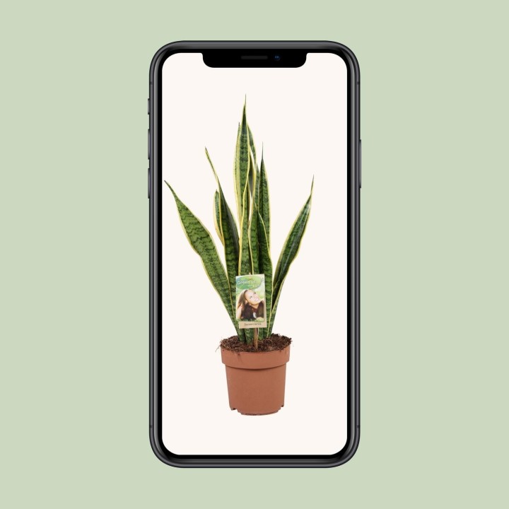 Sansevieria Trifasciata Laurentii - Ø17Cm - ↕60Cm