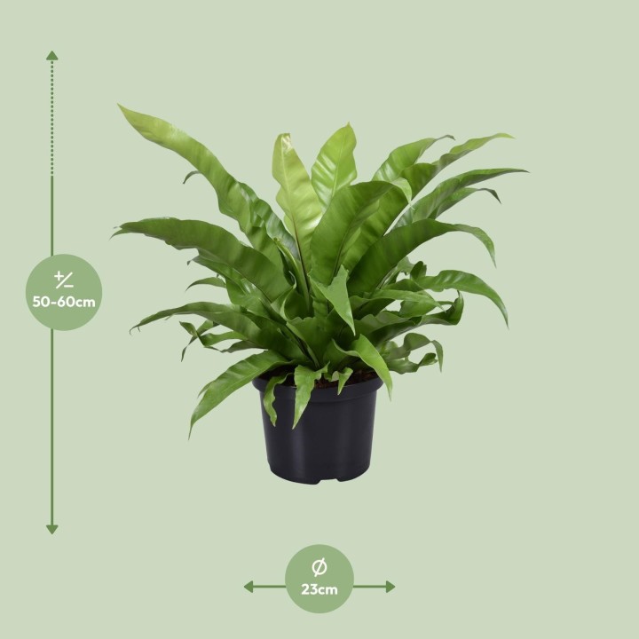 Asplenium Antiquum - Ø23Cm - ↕60Cm