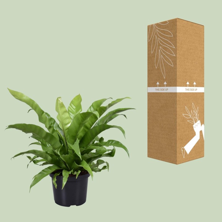 Asplenium Antiquum - Ø23Cm - ↕60Cm