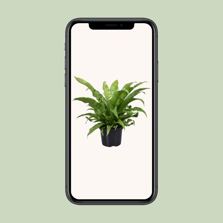 Asplenium Antiquum - Ø23Cm - ↕60Cm