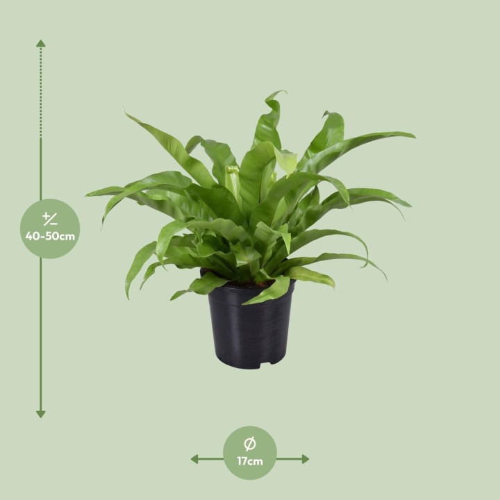 Asplenium Antiquum - Ø17Cm - ↕45Cm