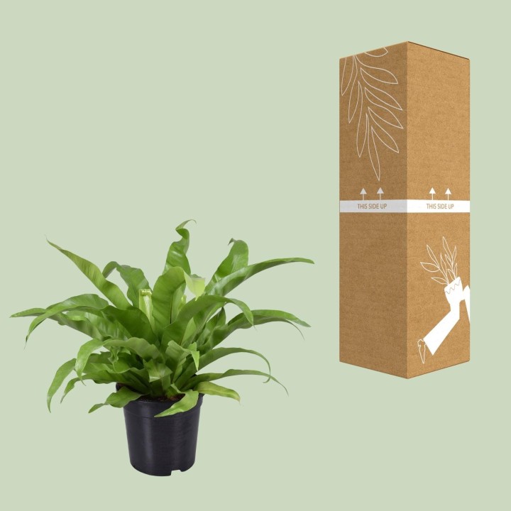 Asplenium Antiquum - Ø17Cm - ↕45Cm