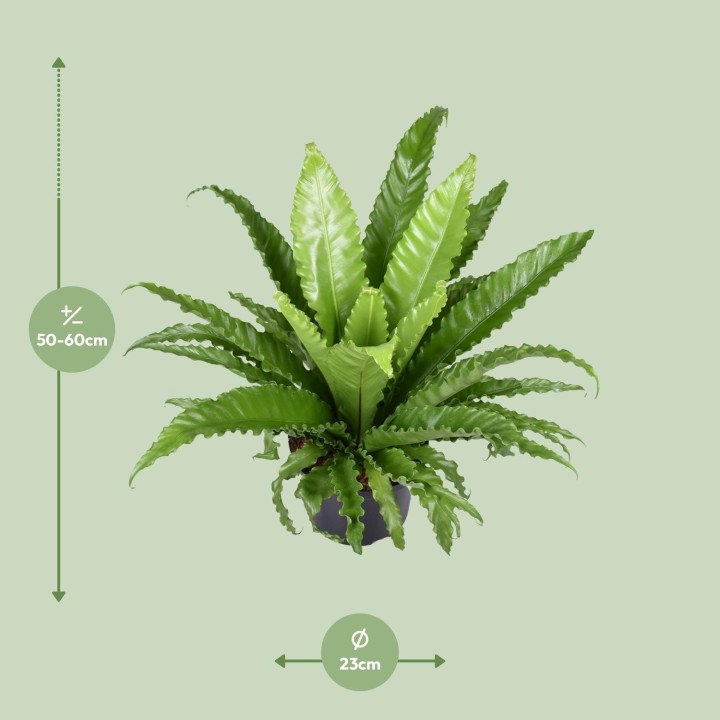 Asplenium Antiquum Osaka - Ø23Cm - ↕60Cm
