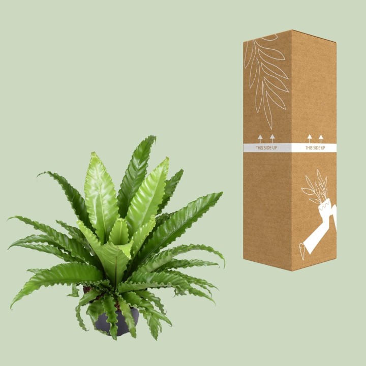 Asplenium Antiquum Osaka - Ø23Cm - ↕60Cm