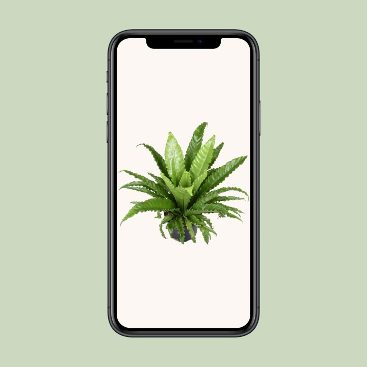 Asplenium Antiquum Osaka - Ø23Cm - ↕60Cm