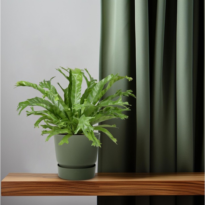 Asplenium Nidus Crissie - Ø17Cm - ↕40Cm