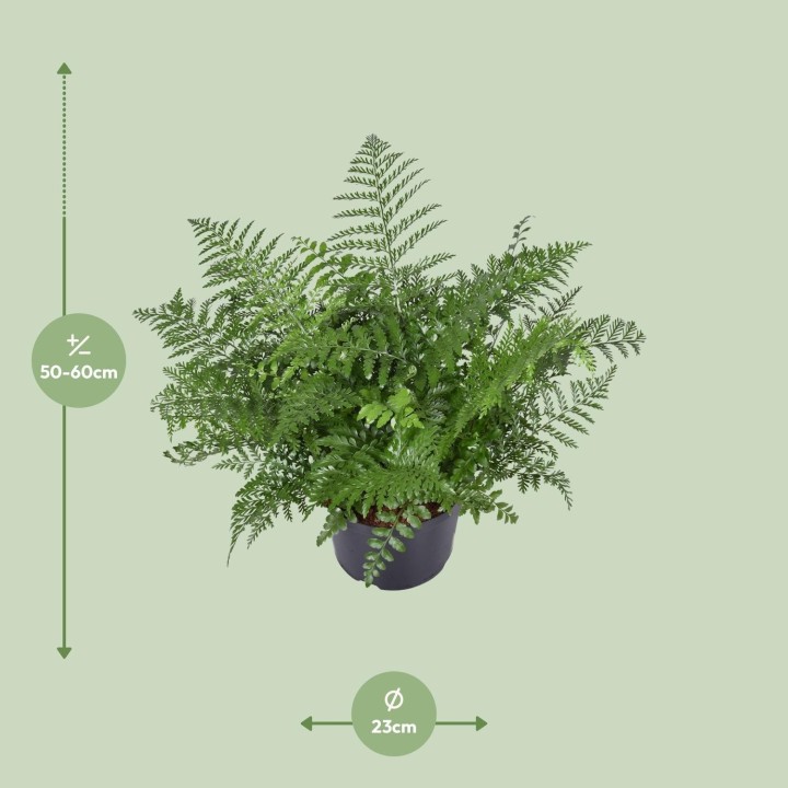 Asplenium Parvati - Ø23Cm - ↕55Cm