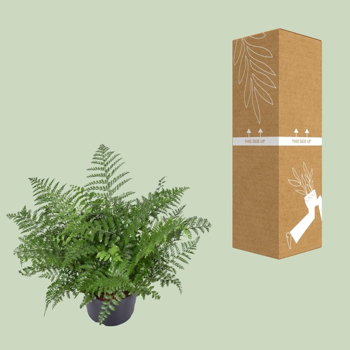 Asplenium Parvati - Ø23Cm - ↕55Cm