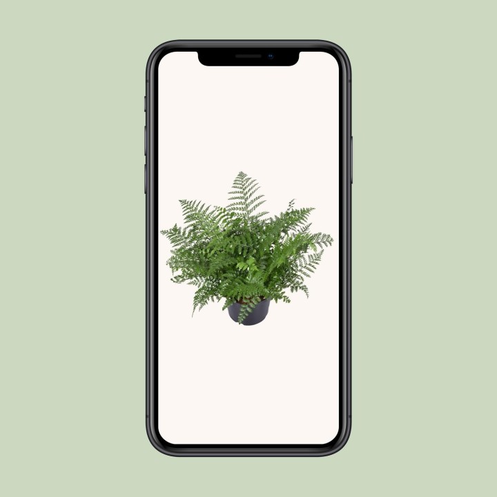 Asplenium Parvati - Ø23Cm - ↕55Cm