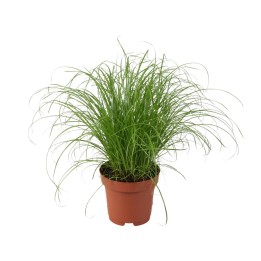Cyperus Alternifolius Zumula - Ø12Cm - ↕28Cm