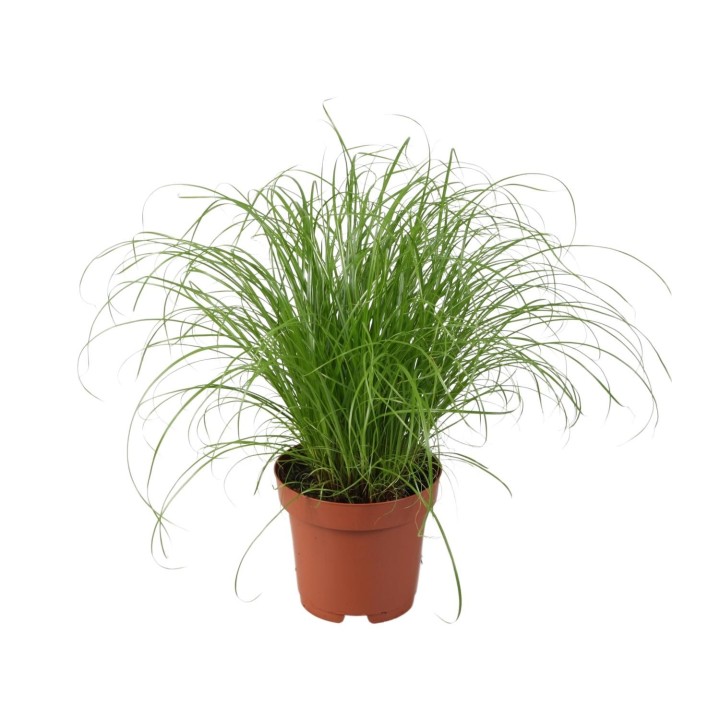 Cyperus Alternifolius Zumula - Ø12Cm - ↕28Cm