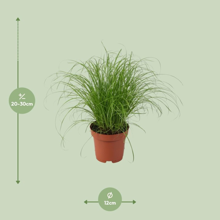 Cyperus Alternifolius Zumula - Ø12Cm - ↕28Cm