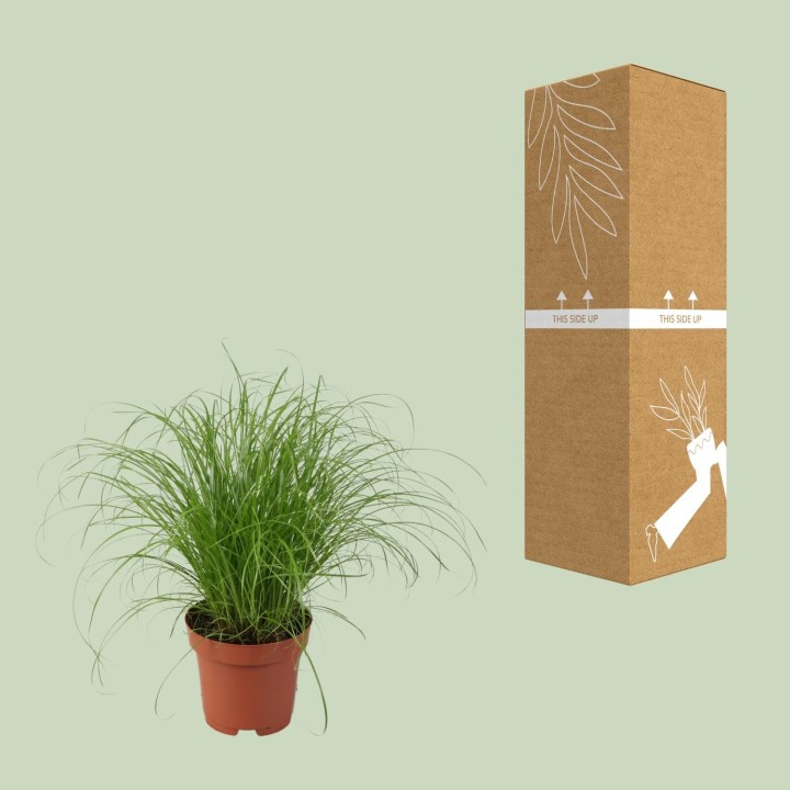 Cyperus Alternifolius Zumula - Ø12Cm - ↕28Cm
