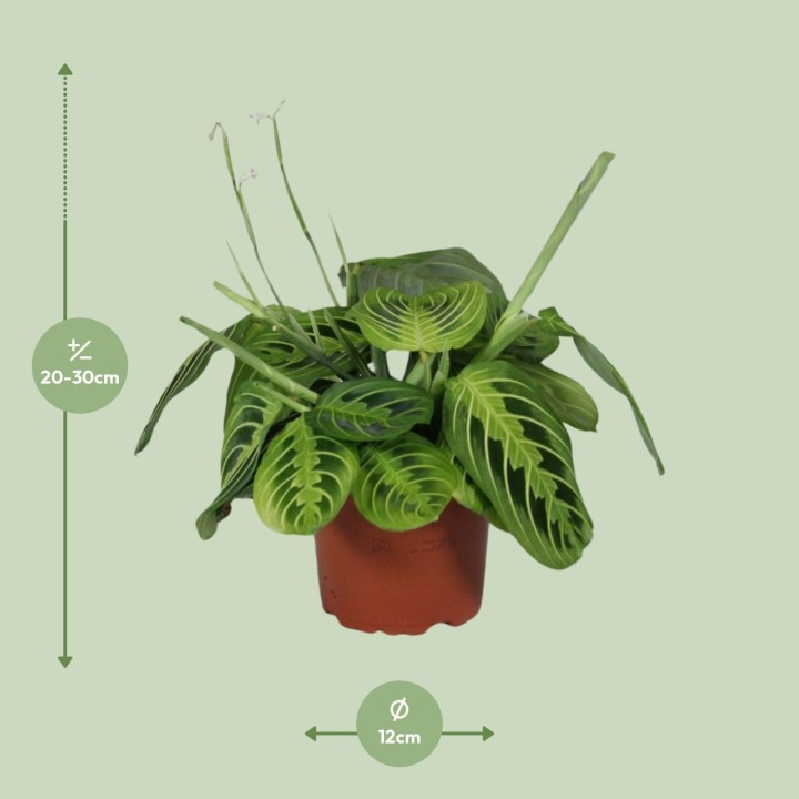 Maranta Leuconeura Fascinator Lemon Lime - Ø12Cm - ↕30Cm