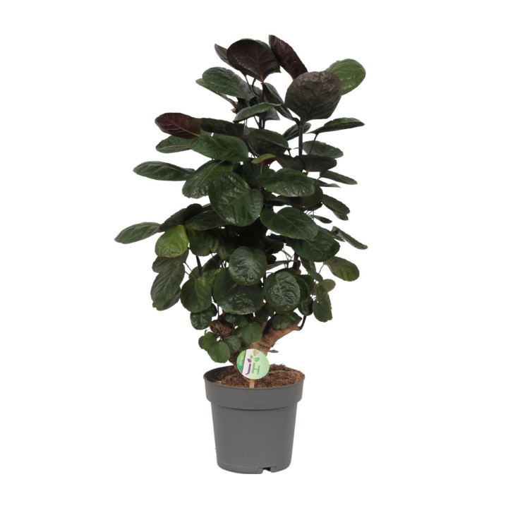 Polyscias Scutellaria Fabian - Ø19Cm - ↕60Cm