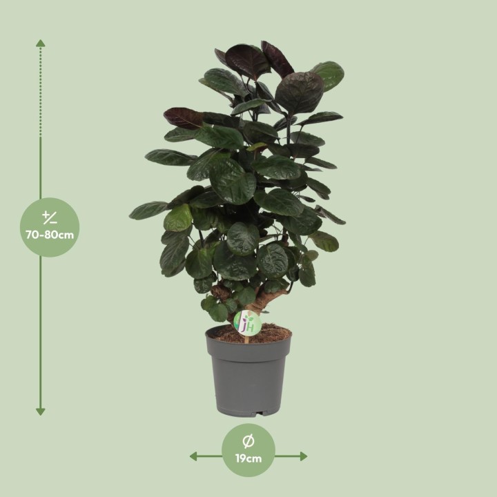 Polyscias Scutellaria Fabian - Ø19Cm - ↕60Cm