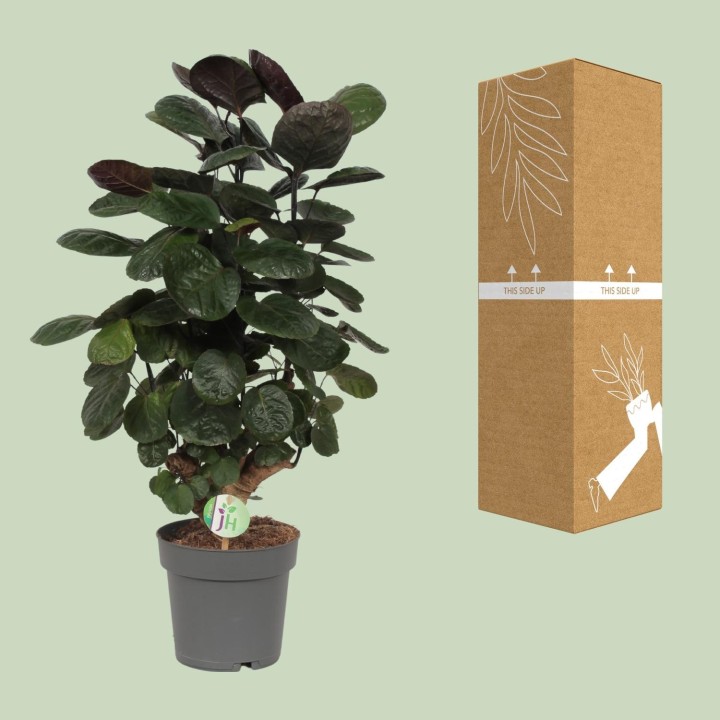 Polyscias Scutellaria Fabian - Ø19Cm - ↕60Cm