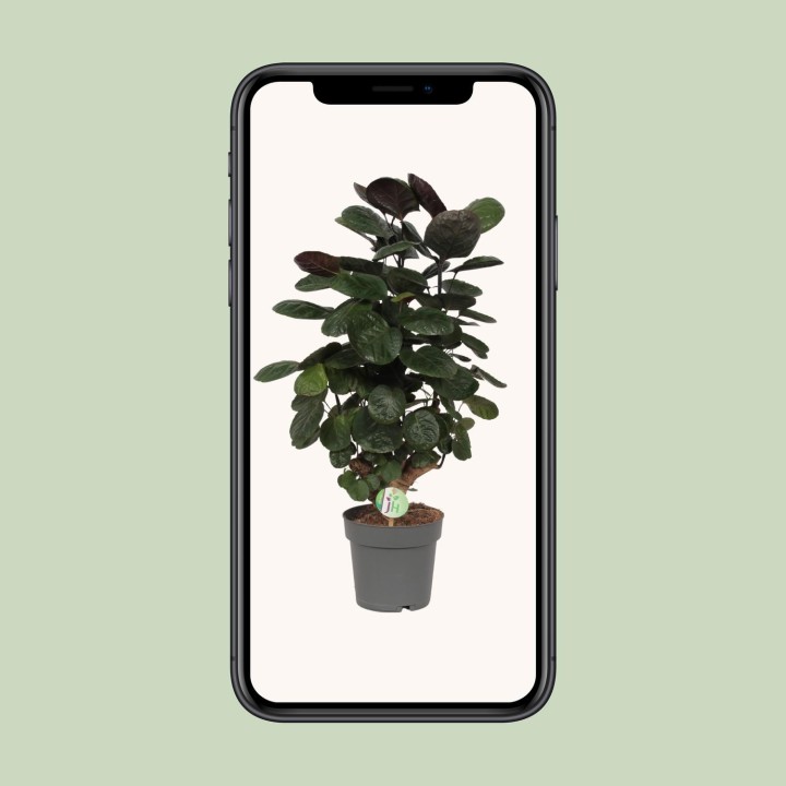 Polyscias Scutellaria Fabian - Ø19Cm - ↕60Cm