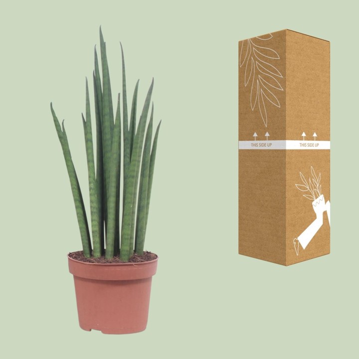 Sansevieria Mikado - Ø12Cm - ↕40Cm