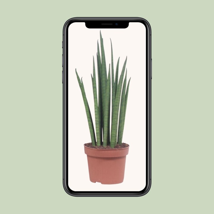Sansevieria Mikado - Ø12Cm - ↕40Cm